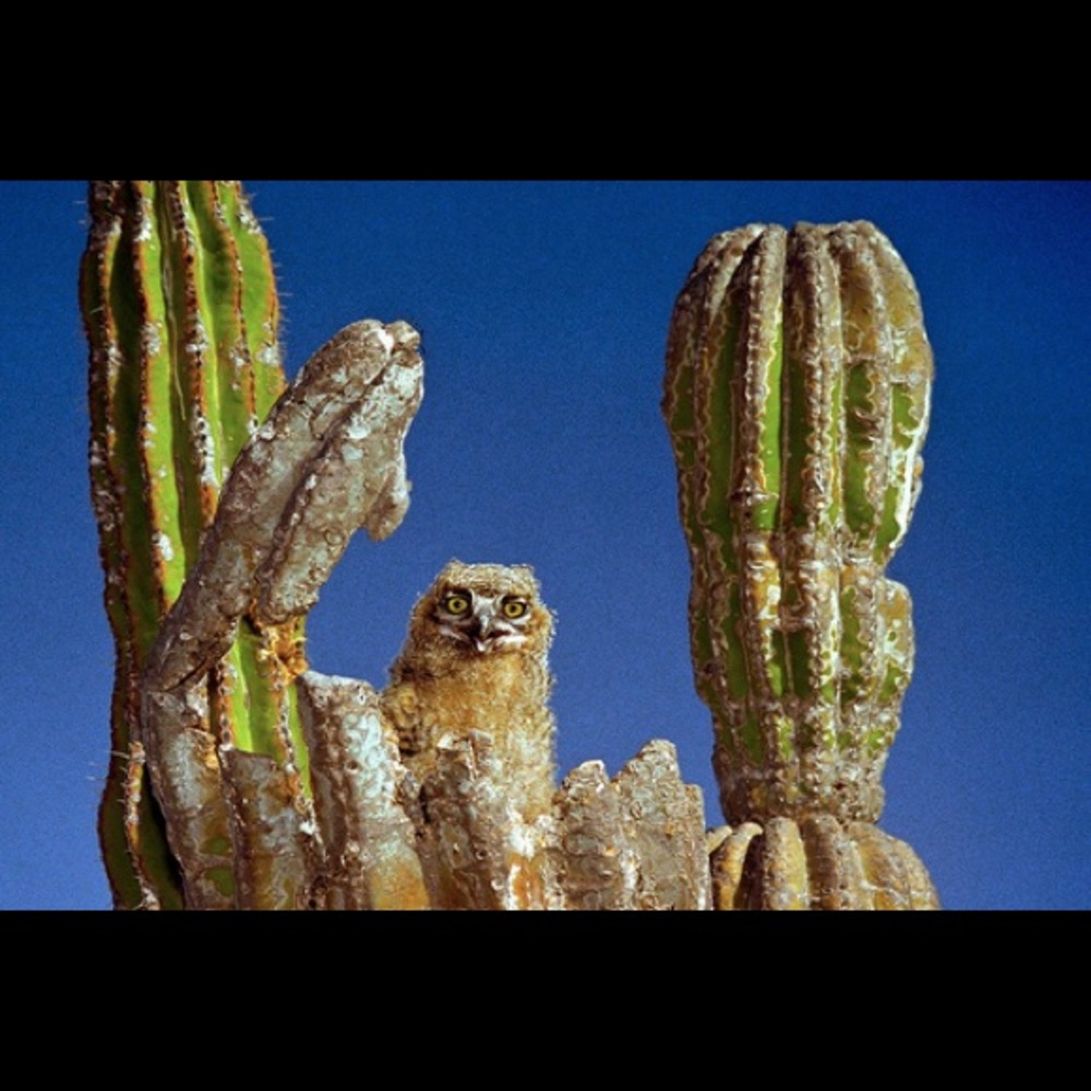 Baja Buho by Toas Spangler